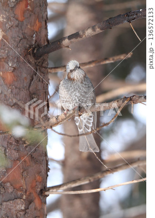 ヒヨドリ 羽を膨らませた冬姿 北海道野鳥 ヒヨドリ 羽を膨らませた冬姿 北海道野鳥 136572133