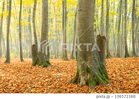 新潟_美人林の紅葉絶景 新潟_美人林の紅葉絶景 136572160