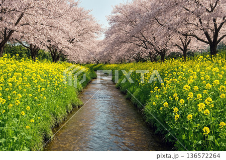 春の小川 春の小川 136572264