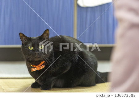 黒猫 黒猫 136572388
