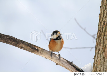 ヤマガラ　やまがら　北海道野鳥 136572613