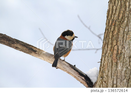ヤマガラ　やまがら　北海道野鳥 136572614