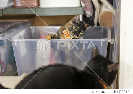 サビ猫 サビ猫 136572784