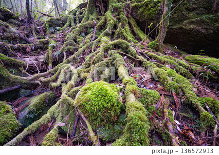 苔が日本一美しい森 屋久島国立公園(冬 苔が日本一美しい森 屋久島国立公園(冬 136572913