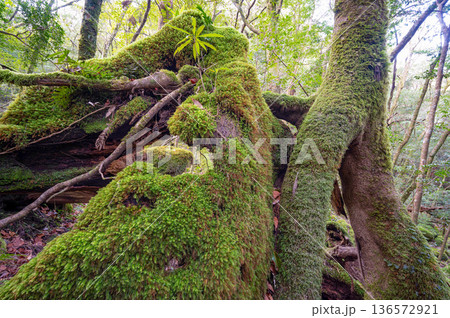苔が日本一美しい森　屋久島国立公園(冬 136572921