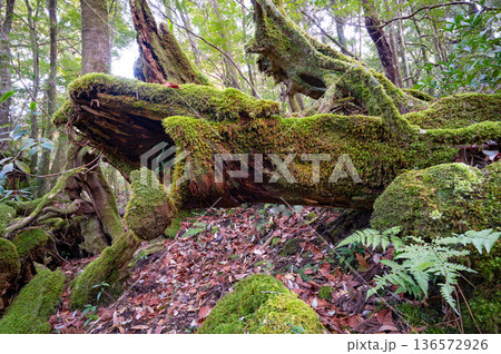 苔が日本一美しい森　屋久島国立公園(冬 136572926