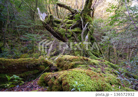 苔が日本一美しい森 屋久島国立公園(冬 苔が日本一美しい森 屋久島国立公園(冬 136572932