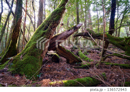 苔が日本一美しい森　屋久島国立公園(冬 136572943
