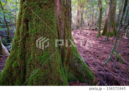 苔が日本一美しい森　屋久島国立公園(冬 136572945