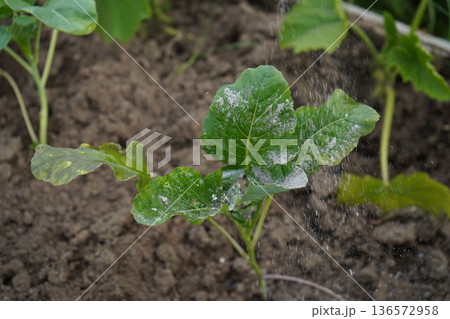 A farm worker sprinkles wood ash over the cabbage heads as a natural method to protect them from insect pests. A farm worker sprinkles wood ash over the cabbage heads as a natural method to protect them from insect pests. 136572958