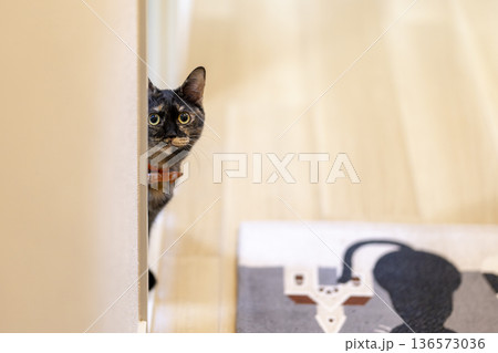サビ猫 サビ猫 136573036