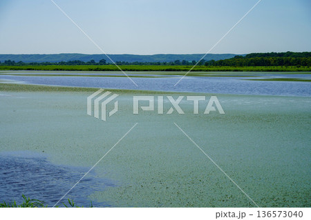 夏の釧路湿原　シラルトロ沼 136573040