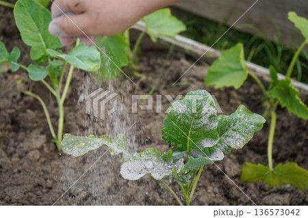 To deter harmful pests, a worker carefully dusts the cabbage crop with protective ashes. To deter harmful pests, a worker carefully dusts the cabbage crop with protective ashes. 136573042