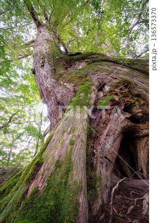 名もない大きな屋久杉　屋久島国立公園(冬 136573370