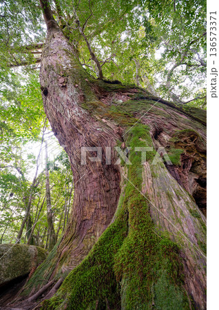 名もない大きな屋久杉　屋久島国立公園(冬 136573371