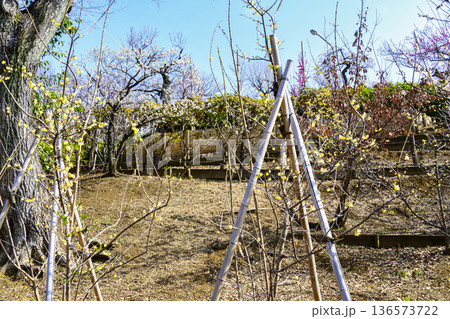 東京都 世田谷区 羽根木公園 梅園 梅まつり 東京都 世田谷区 羽根木公園 梅園 梅まつり 136573722