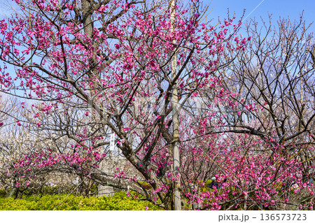 東京都　世田谷区　羽根木公園　梅園　梅まつり 136573723
