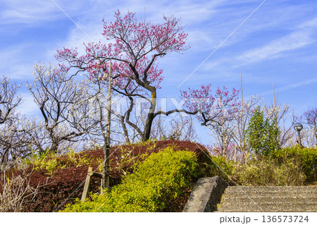 東京都 世田谷区 羽根木公園 梅園 梅まつり 東京都 世田谷区 羽根木公園 梅園 梅まつり 136573724
