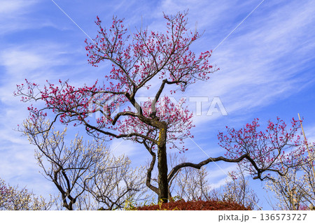 東京都　世田谷区　羽根木公園　梅園　梅まつり 136573727