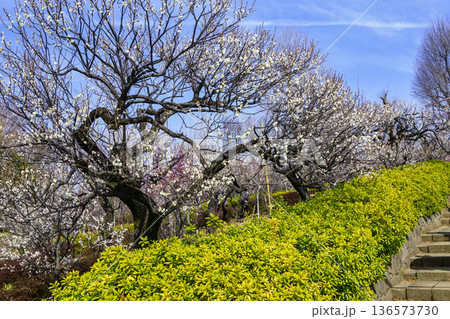 東京都　世田谷区　羽根木公園　梅園　梅まつり 136573730