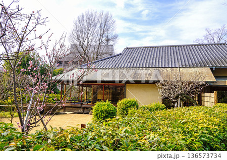 東京都　世田谷区　羽根木公園　梅園内の星辰堂　梅まつり 136573734