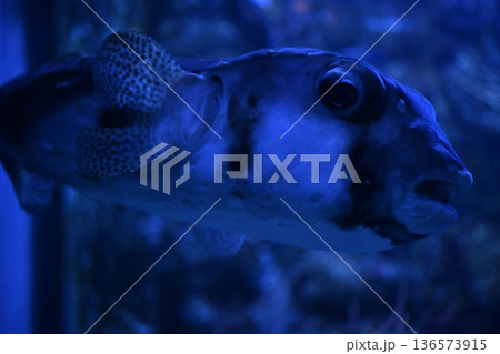 ゆったりと泳ぐイシガキフグ 136573915
