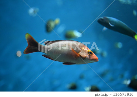 綺麗な形のヒメフエダイ 136573916