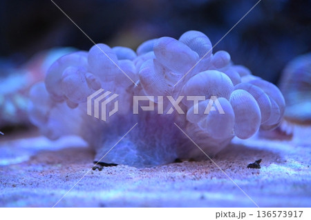 やわらかそうなミズタマサンゴ1 136573917