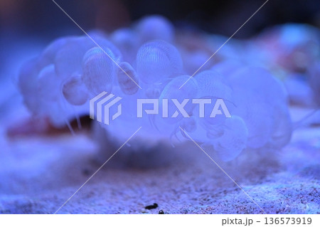 やわらかそうなミズタマサンゴ2 136573919