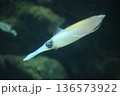 優雅に及ぶアオリイカ1 136573922