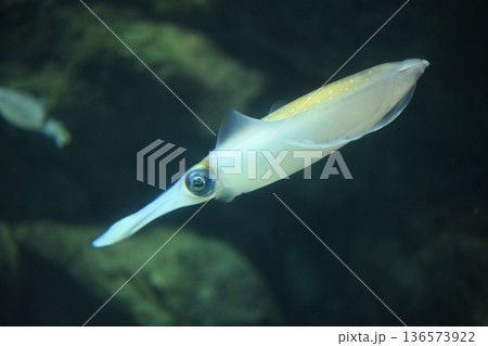 優雅に及ぶアオリイカ1 136573922