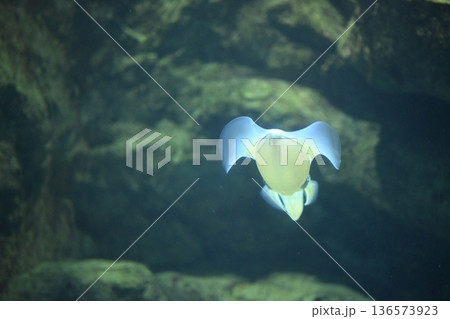 優雅に及ぶアオリイカ2 136573923