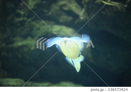 優雅に及ぶアオリイカ3 136573924