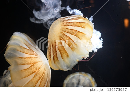 幻想的なプロカミアシーネットル1 136573927