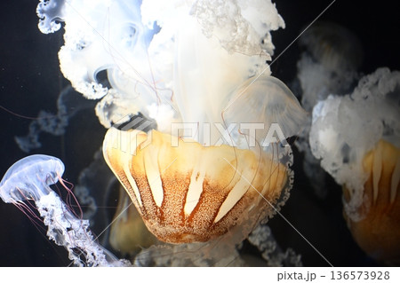 幻想的なプロカミアシーネットル2 136573928