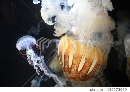 幻想的なプロカミアシーネットル3 136573929