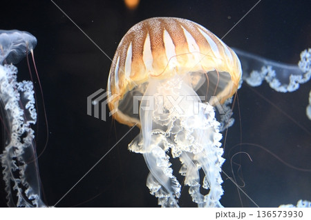 幻想的なプロカミアシーネットル4 136573930