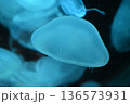 キノコのようなミズクラゲ 136573931