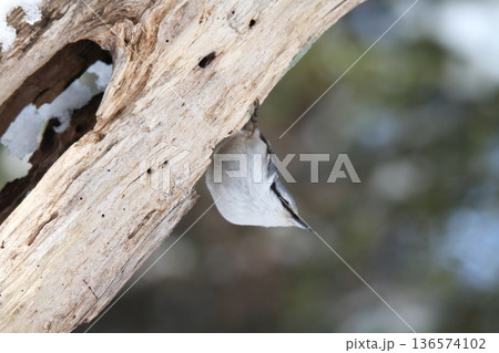 エゾゴジュウカラ　シロハラゴジュウカラ　蝦夷五十雀　北海道野鳥 136574102