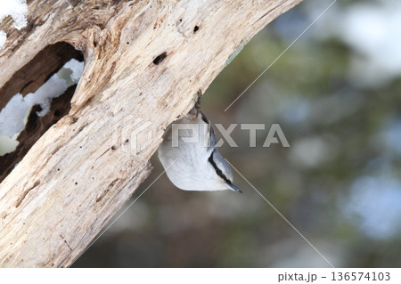 エゾゴジュウカラ シロハラゴジュウカラ 蝦夷五十雀 北海道野鳥 エゾゴジュウカラ シロハラゴジュウカラ 蝦夷五十雀 北海道野鳥 136574103