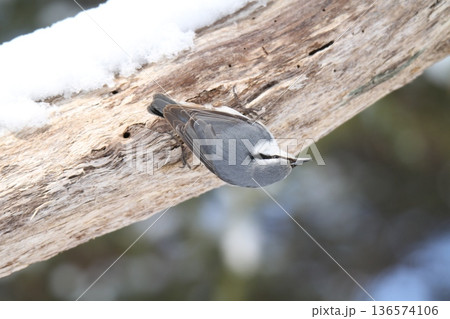エゾゴジュウカラ シロハラゴジュウカラ 蝦夷五十雀 北海道野鳥 エゾゴジュウカラ シロハラゴジュウカラ 蝦夷五十雀 北海道野鳥 136574106