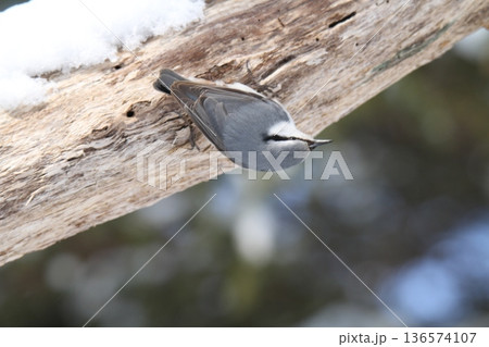 エゾゴジュウカラ　シロハラゴジュウカラ　蝦夷五十雀　北海道野鳥 136574107