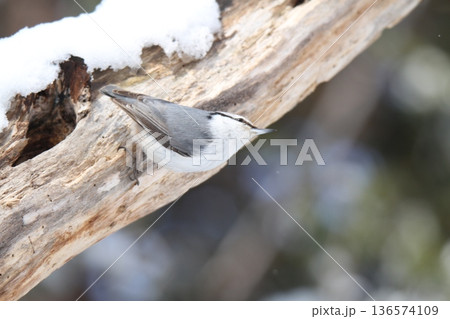 エゾゴジュウカラ　シロハラゴジュウカラ　蝦夷五十雀　北海道野鳥 136574109