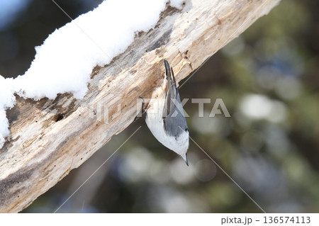 エゾゴジュウカラ　シロハラゴジュウカラ　蝦夷五十雀　北海道野鳥 136574113