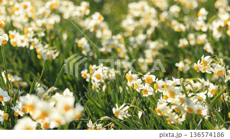 三浦半島の早春の名物水仙ロード 136574186