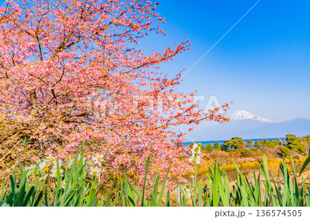 (静岡県)河津桜咲く早春の西伊豆井田から望む富士山 (静岡県)河津桜咲く早春の西伊豆井田から望む富士山 136574505
