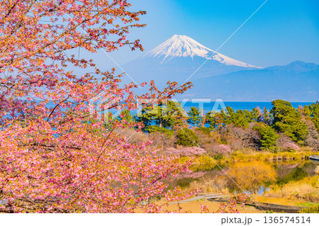（静岡県）河津桜咲く早春の西伊豆井田から望む富士山 136574514