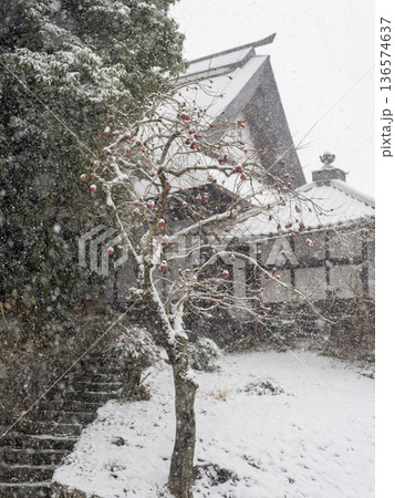 雪が積もる柿の木 雪が積もる柿の木 136574637