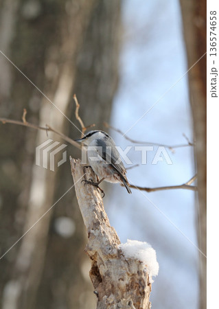 エゾゴジュウカラ　シロハラゴジュウカラ　蝦夷五十雀　北海道野鳥 136574658
