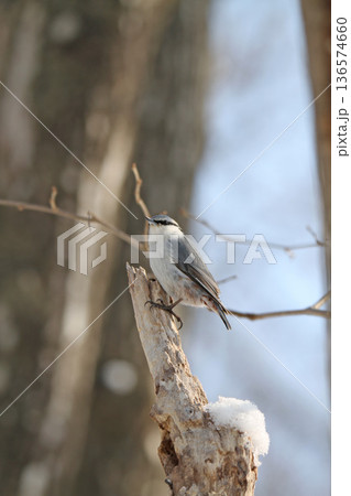 エゾゴジュウカラ シロハラゴジュウカラ 蝦夷五十雀 北海道野鳥 エゾゴジュウカラ シロハラゴジュウカラ 蝦夷五十雀 北海道野鳥 136574660